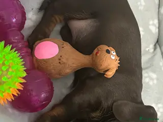 Dachshund dogs 🐶Beautiful Dachshund Puppies for Sale🐶 - Advert 5