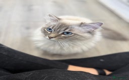Ragdoll cats for sale: OUTSTANDING Lynx Male Ragdoll GCCF Registered - Image 5