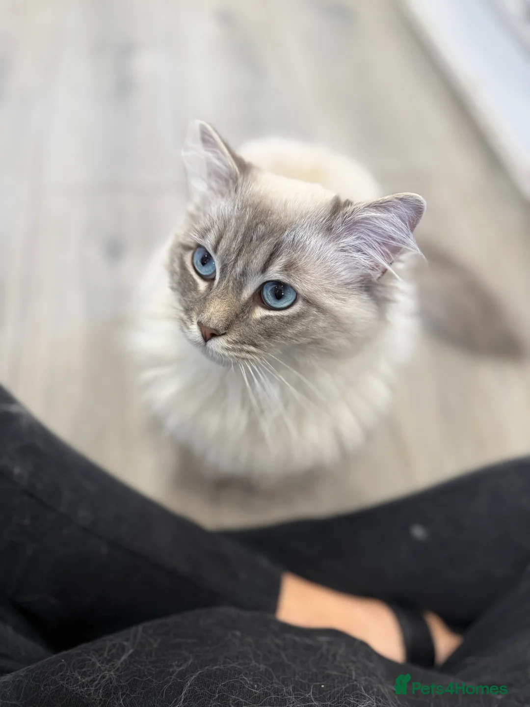 Ragdoll cats for sale: OUTSTANDING Lynx Male Ragdoll GCCF Registered - Advert 5