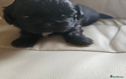 Shih Tzu dogs for sale: Stunning Shih tzu - Image 7