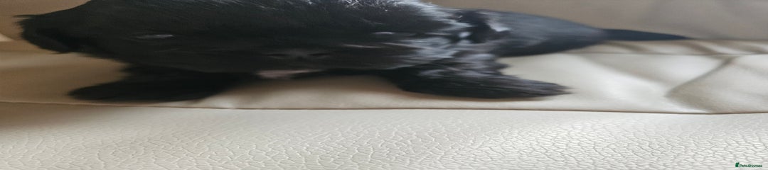 Shih Tzu Puppy 5