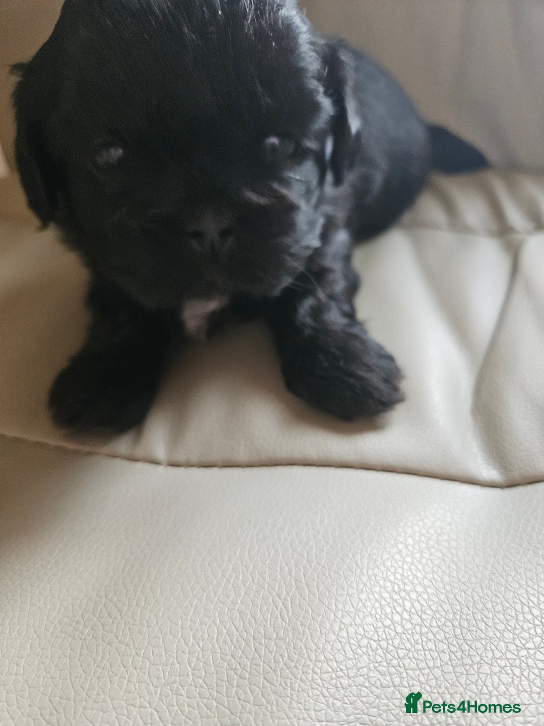 Shih Tzu dogs for sale: Stunning Shih tzu - Image 7