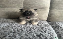 Keeshond dogs for sale: One female available  - Image 5