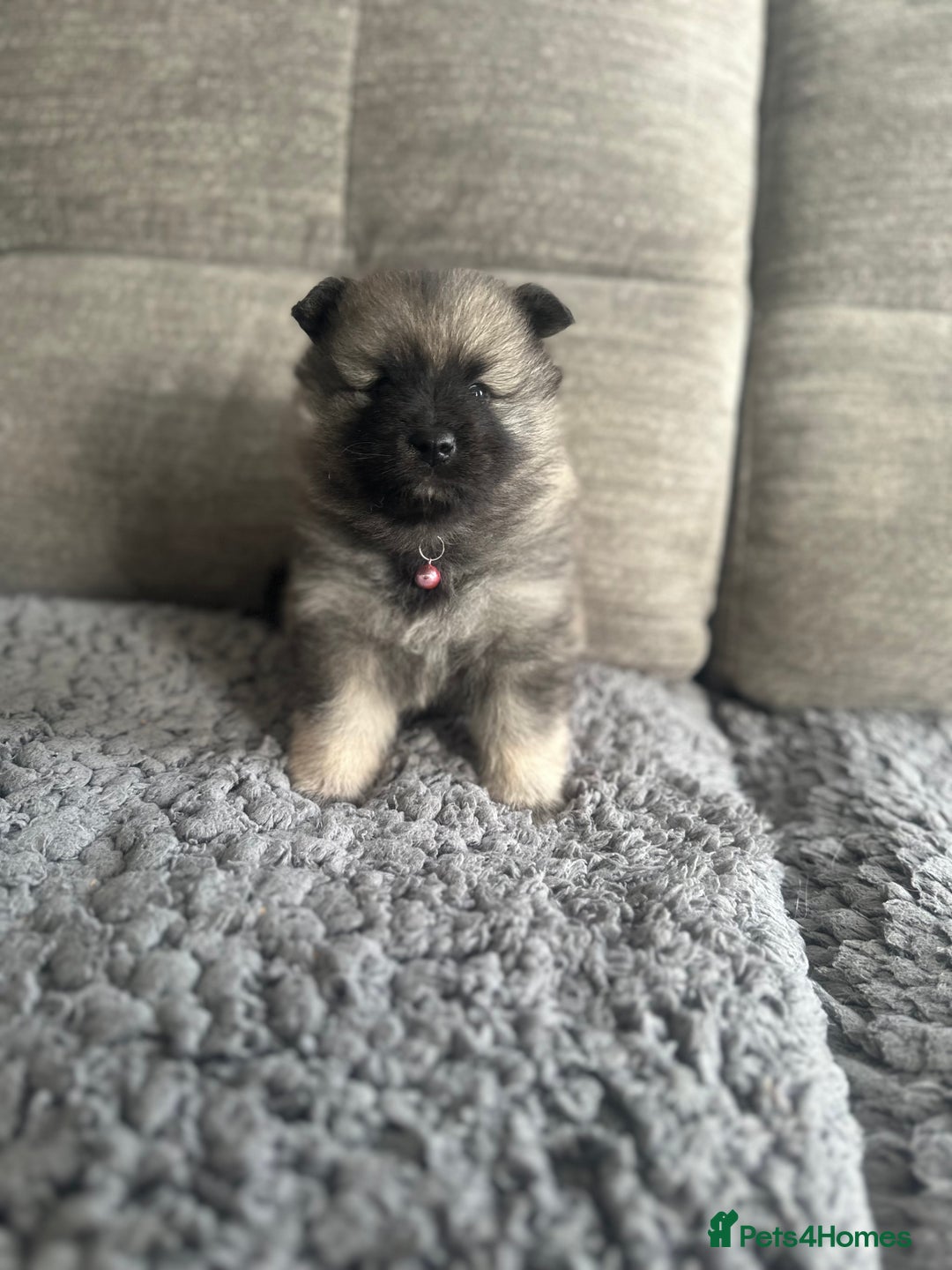 Keeshond dogs for sale: One female available  - Image 5