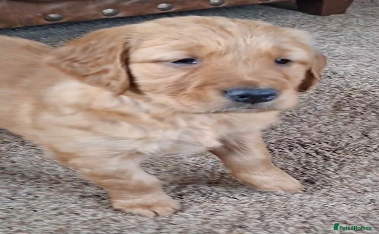 Golden Retriever dogs Kennel Club registered Golden Retriever pups  - Advert 16