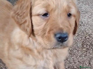 Golden Retriever dogs Kennel Club registered Golden Retriever pups - Advert 17