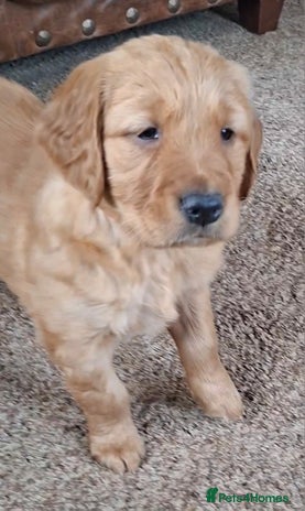Golden Retriever dogs Kennel Club registered Golden Retriever pups - Advert 16