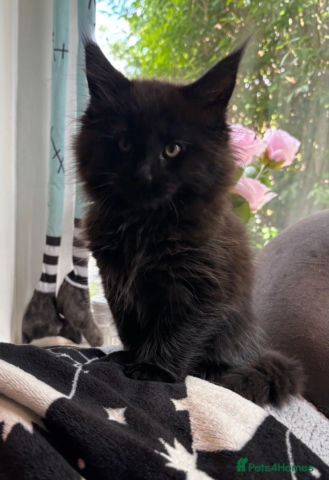 Maine Coon cats for sale: Stunning litter of pure bred Maine Coon kittens - Advert 2