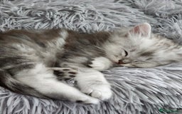 Ragdoll cats for sale: Ragdoll kittens - Image 15