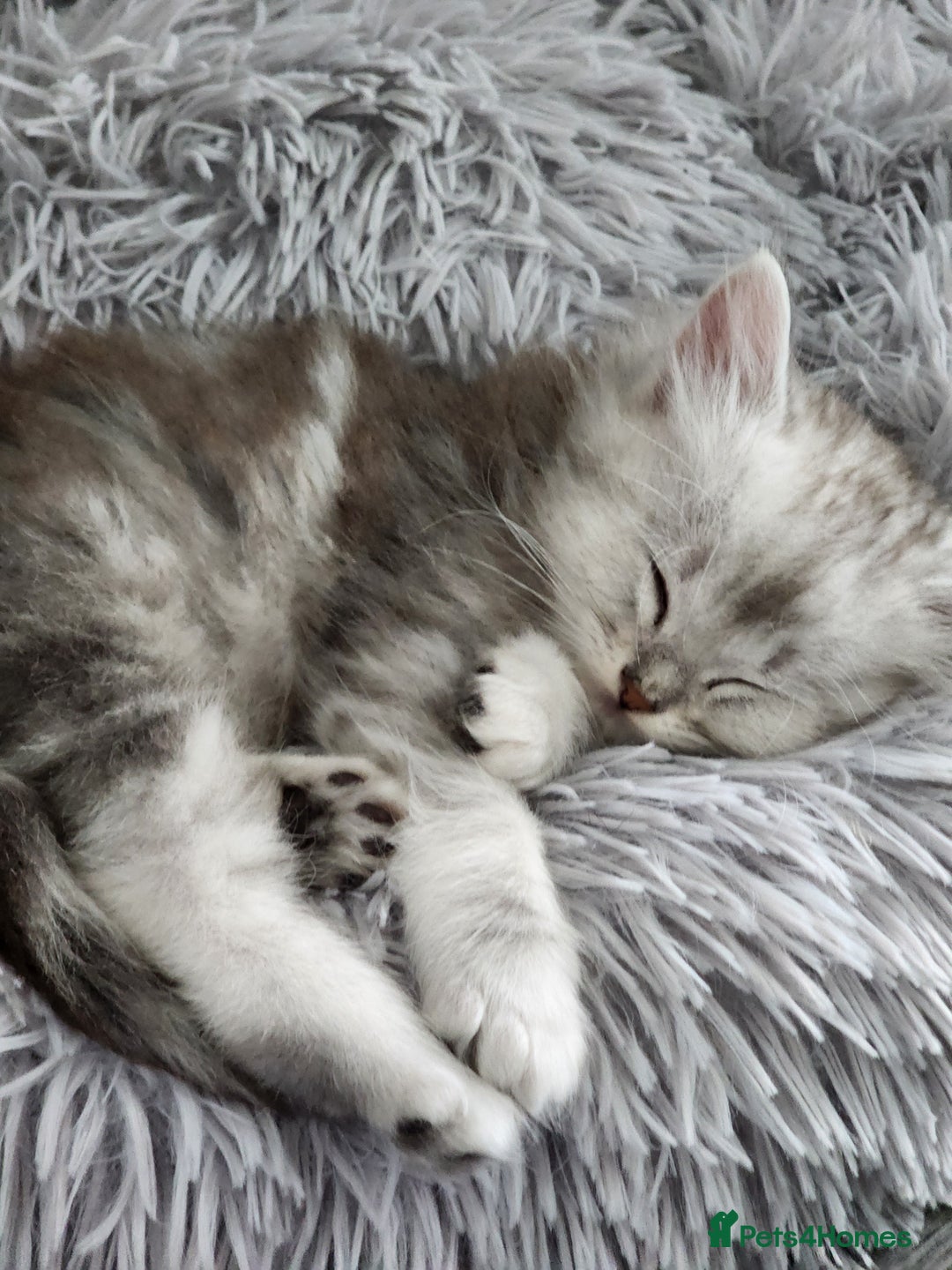 Ragdoll cats for sale: Ragdoll kittens - Image 15