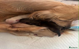 Miniature Dachshund dogs for stud: Beautiful Cream Long Hair for stud in Motherwell - Image 10