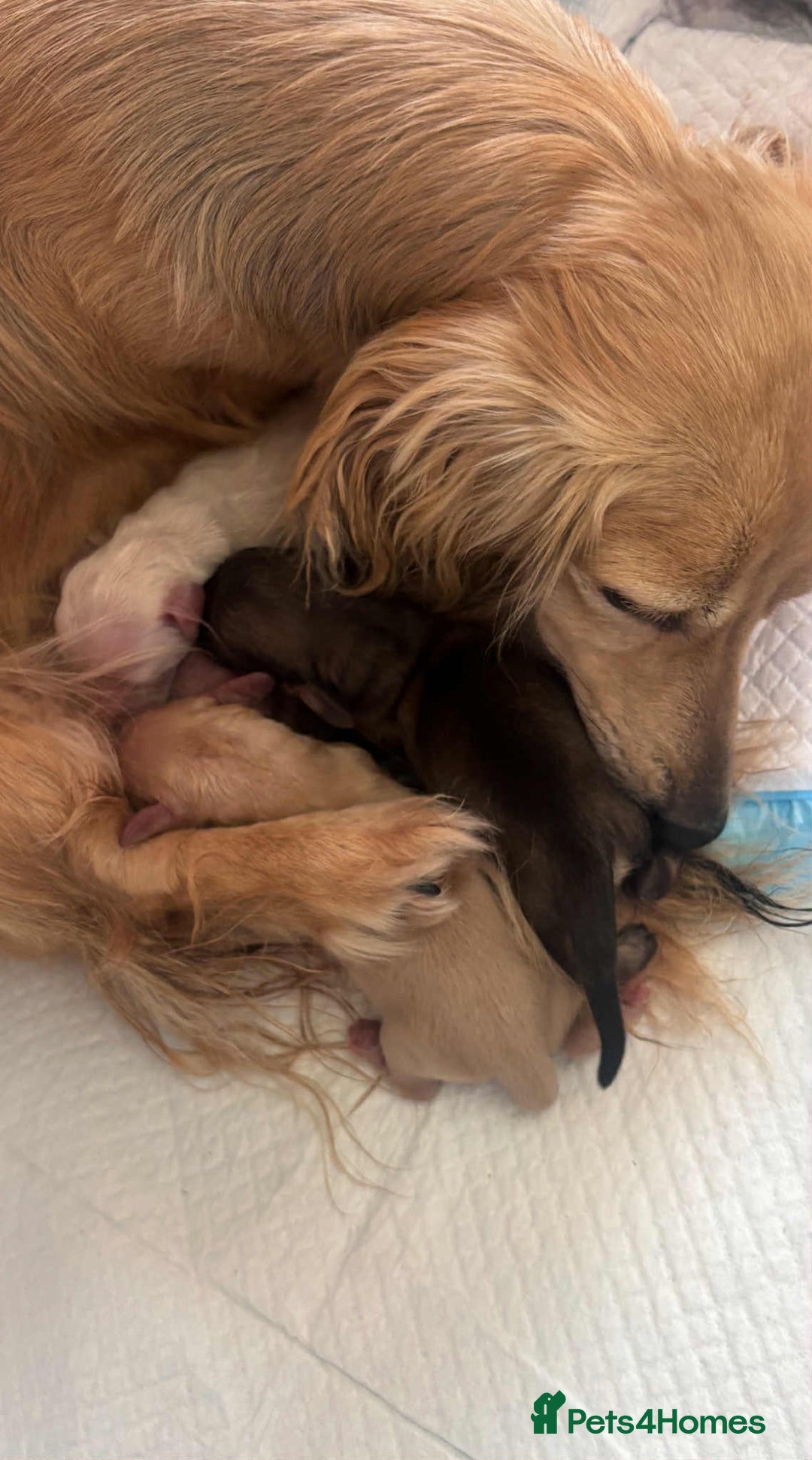 Miniature Dachshund dogs for stud: Beautiful Cream Long Hair for stud in Motherwell - Image 10