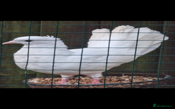 Doves birds for sale: Pair fantail doves - Image 2