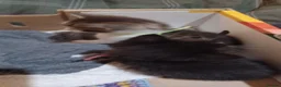 Mixed Breed cats for sale: 3boys&3 girls - Advert 26