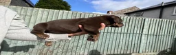 Mixed Breed dogs for sale: Mum bull mix dad European Doberman Bullderman pups in Swansea - Advert 2