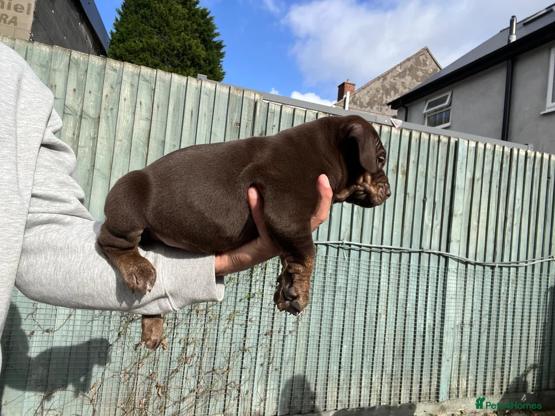 Mixed Breed dogs for sale: Mum bull mix dad European Doberman Bullderman pups in Swansea - Advert 2
