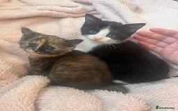 Mixed Breed cats for sale: 2 kittens  - Image 7