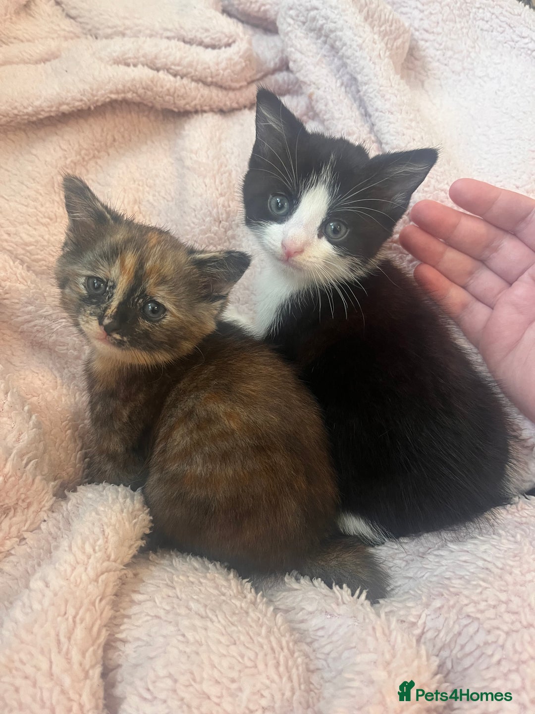 Mixed Breed cats for sale: 2 kittens  - Image 7