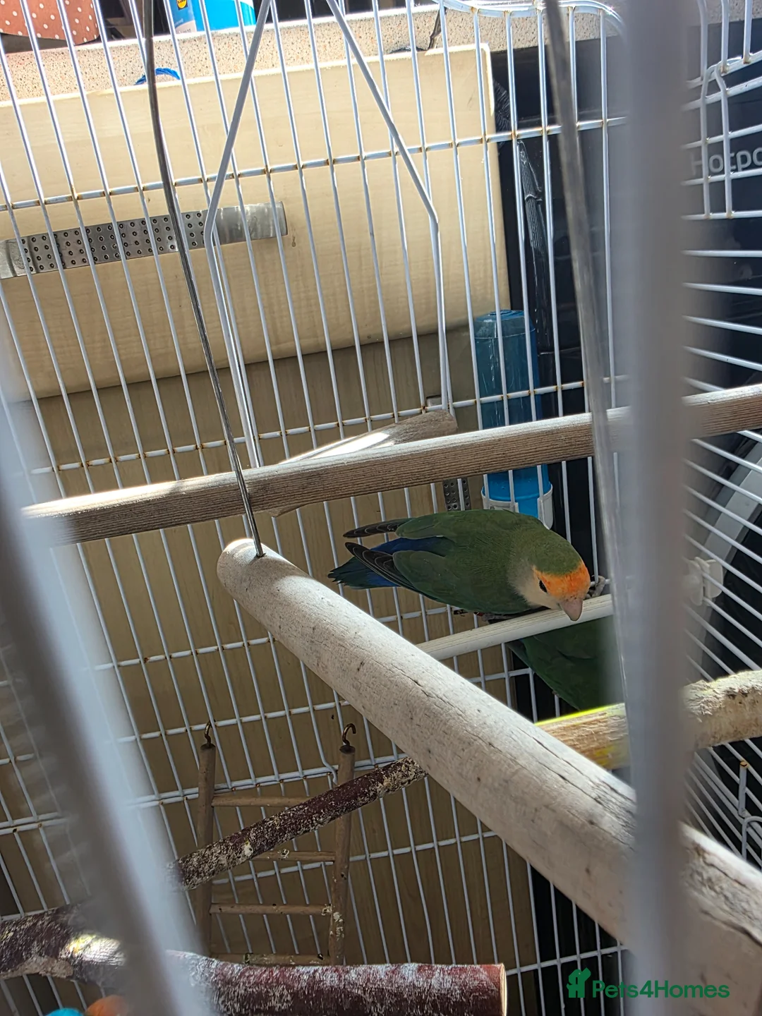 Lovebirds birds for sale: Pair of beautiful love birds & cage - Advert 2