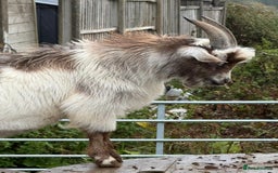 Goats livestock for sale: Male pygmy goat for sale - Image 3