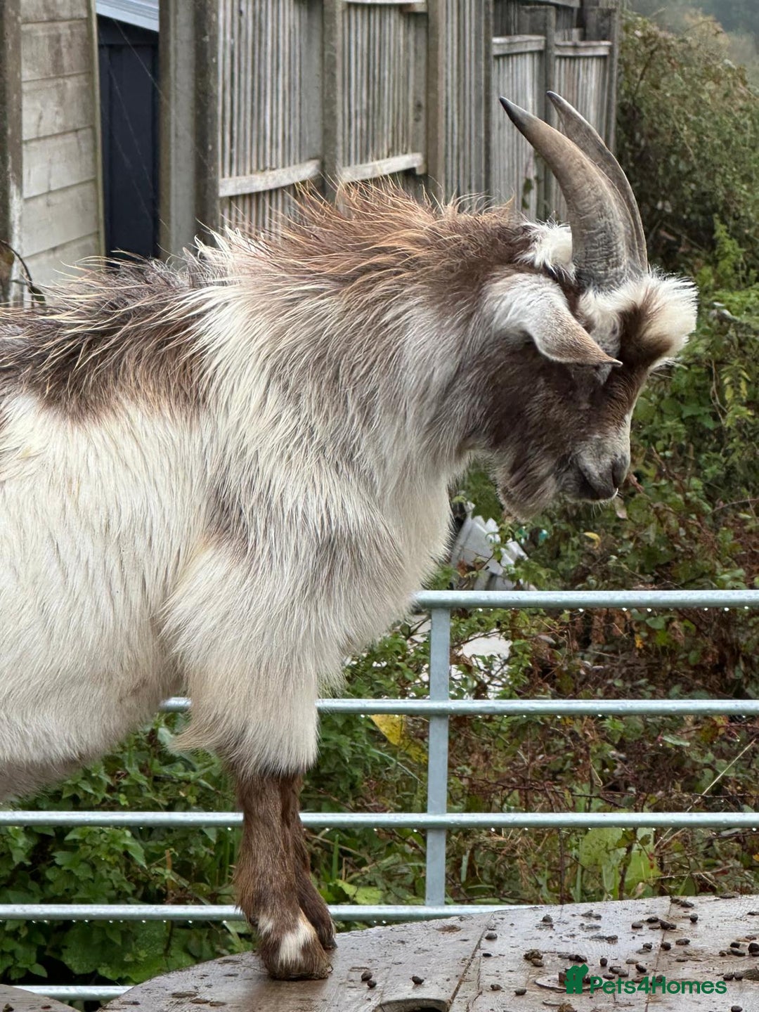 Goats livestock for sale: Male pygmy goat for sale - Image 3
