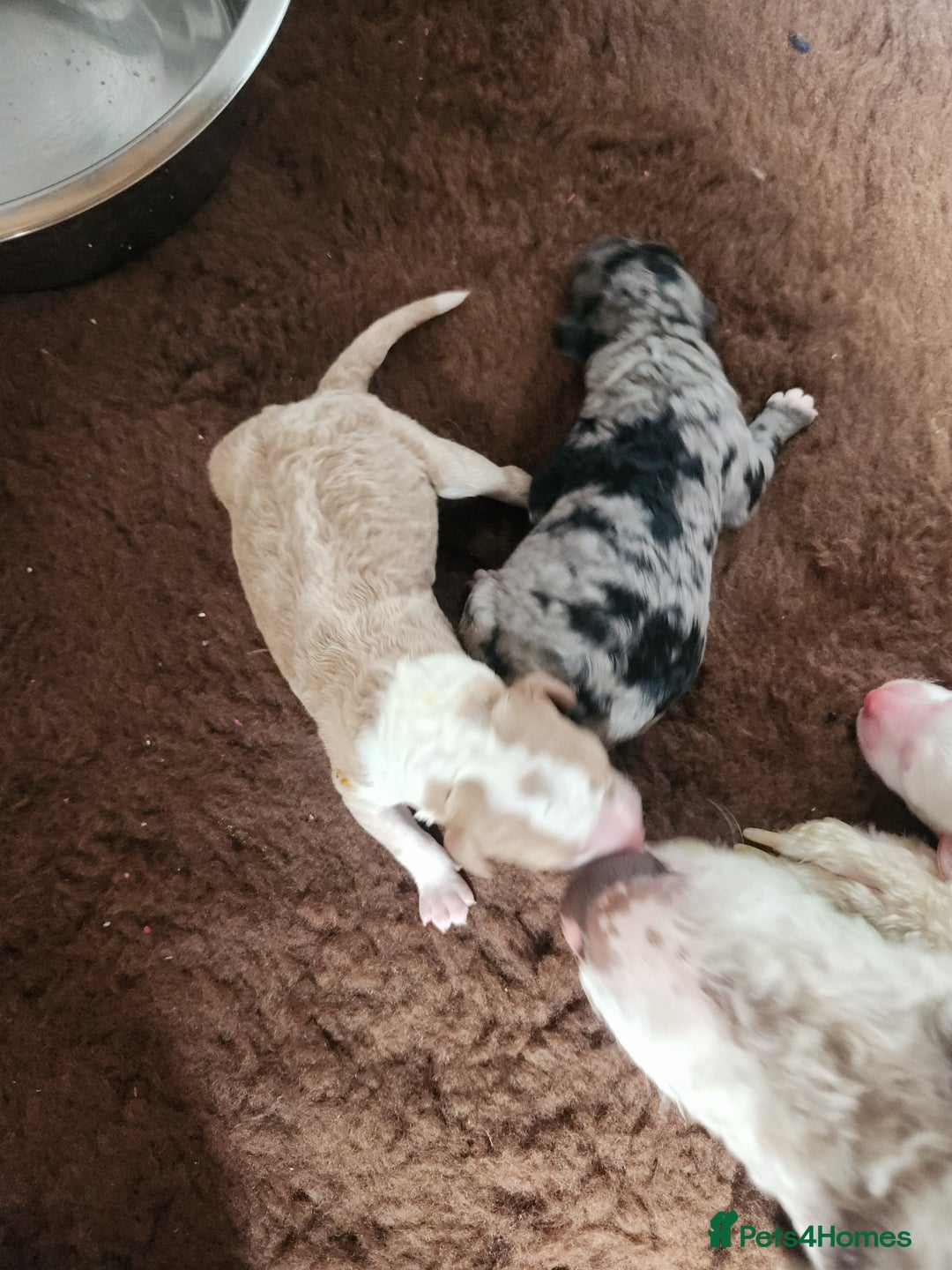 Goldendoodle dogs for stud: Litter expected - Image 4