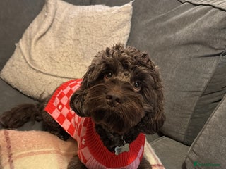 Cockapoo dogs in Tamworth - Advert 17