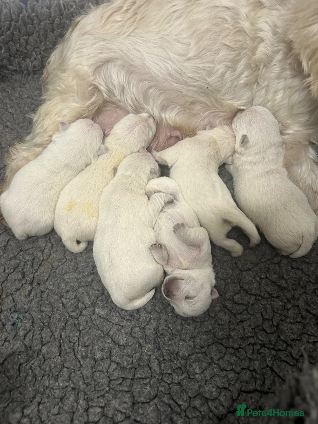 West Highland Terrier dogs for sale: Westie’s  - Advert 1