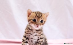 Bengal cats for sale: 🔥Absolute stunning Bengals for reservation🔥 - Image 9