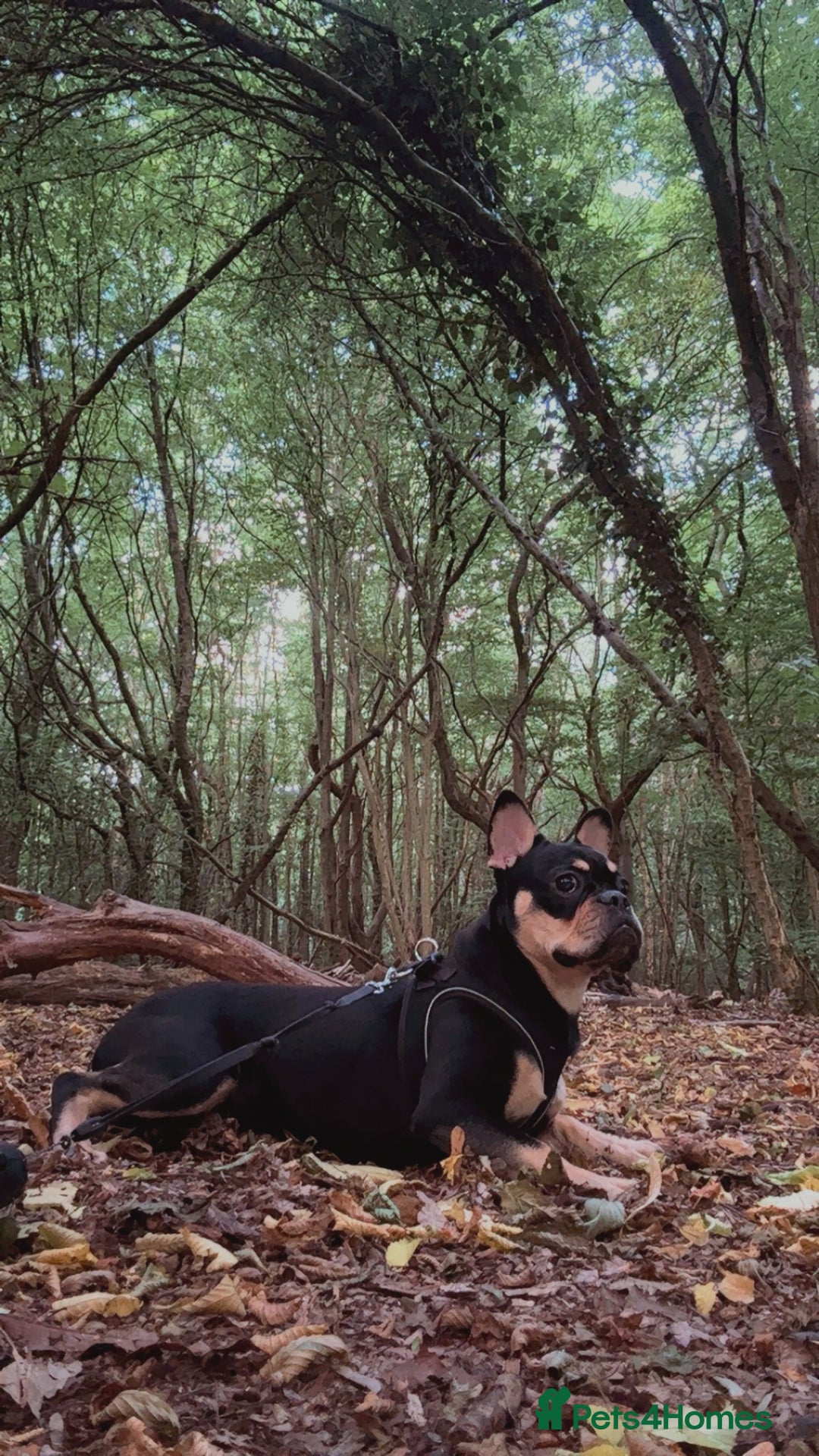 French Bulldog dogs for sale: French bulldog - Image 1