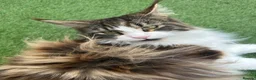 Maine Coon cats for sale: Retired Queens Looking For Comfy Laps!! - Advert 6
