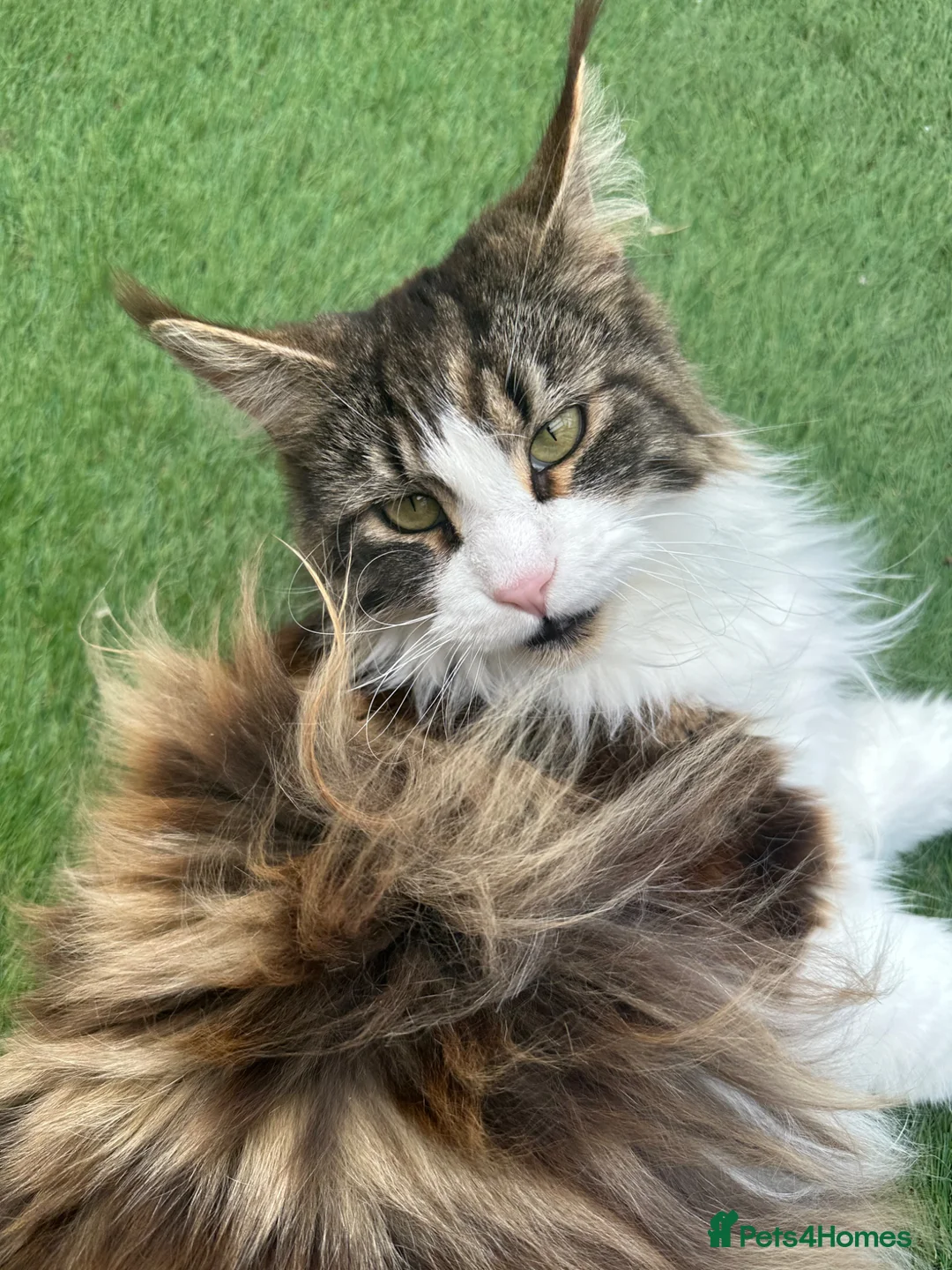 Maine Coon cats for sale: Retired Queens Looking For Comfy Laps!! - Advert 6