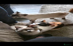 Mixed Breed cats for sale: Arya and kitten  - Advert 7