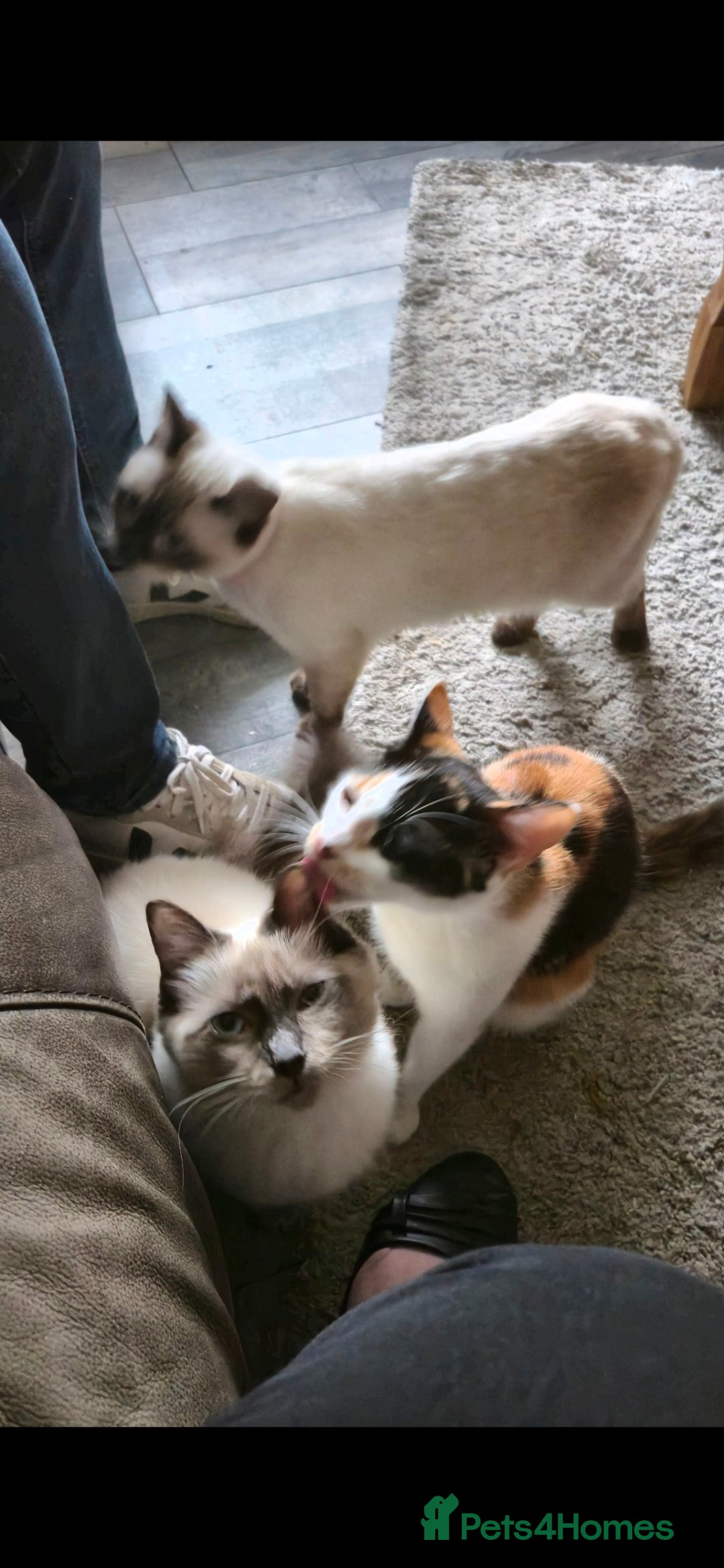 Mixed Breed cats for sale: Arya and kitten  - Advert 7