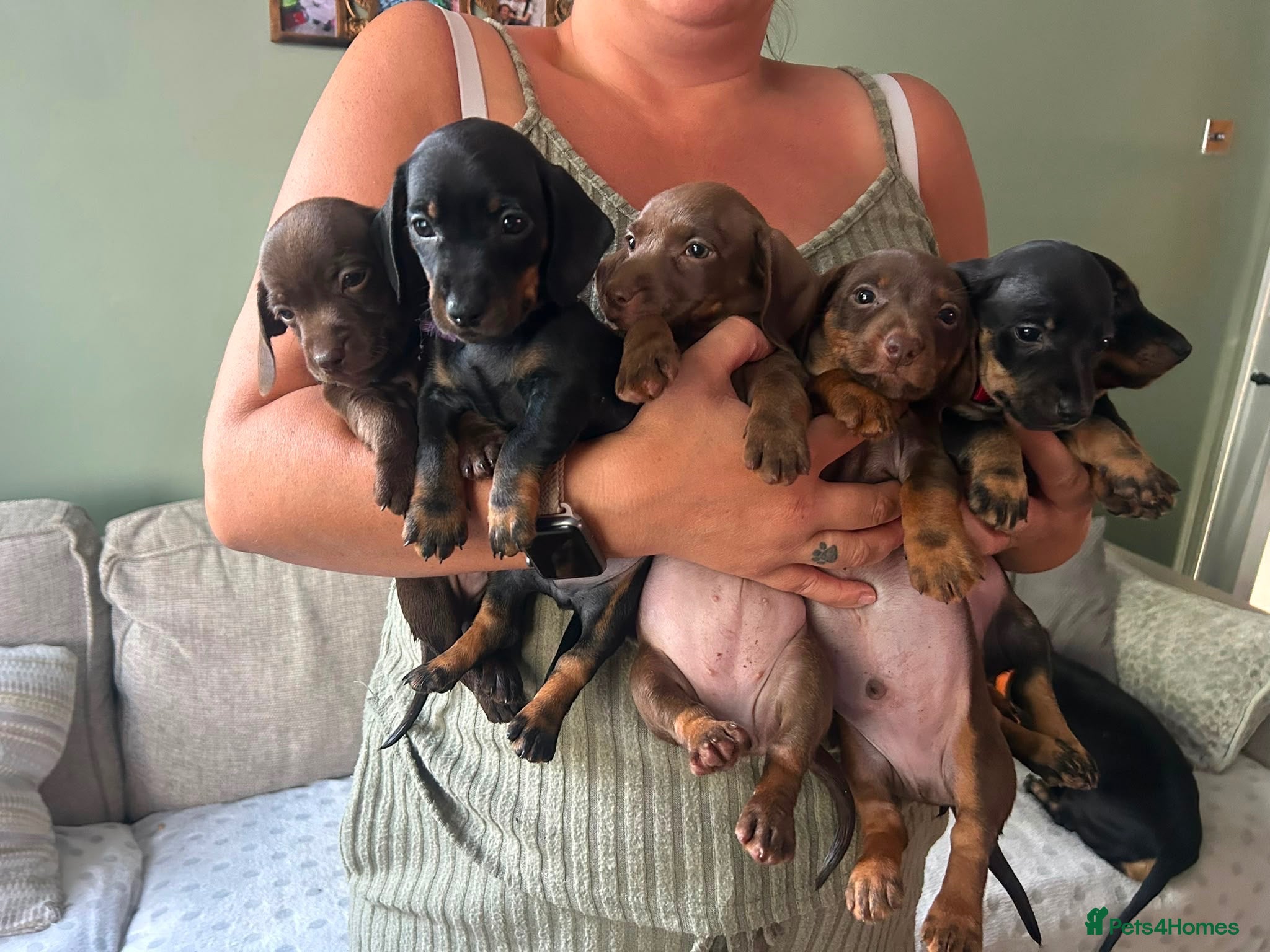Miniature Dachshund dogs Miniature smooth haired dachshund pups for sale - Advert 2