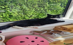 Mixed Breed cats for sale: Female Domestic Longhair - Image 2