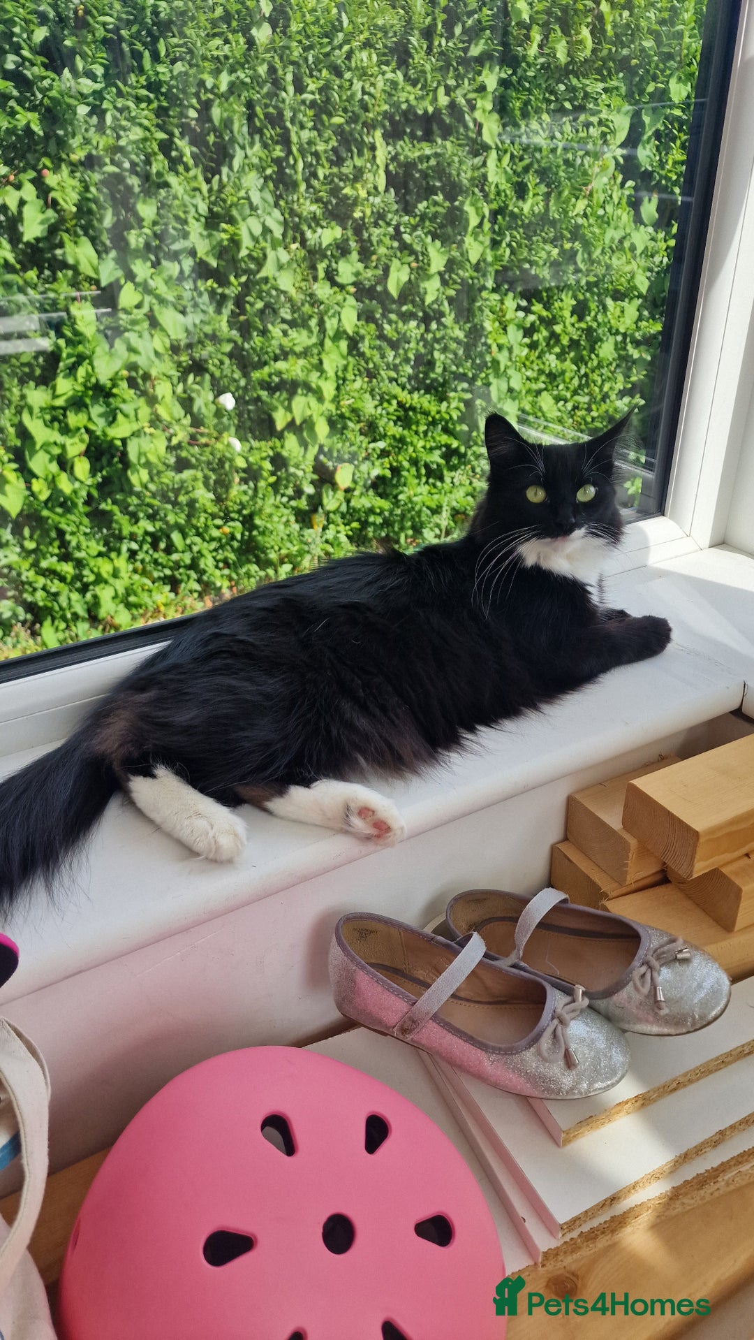 Mixed Breed cats for sale: Female Domestic Longhair - Image 2