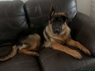 German Shepherd dogs - Advert 16