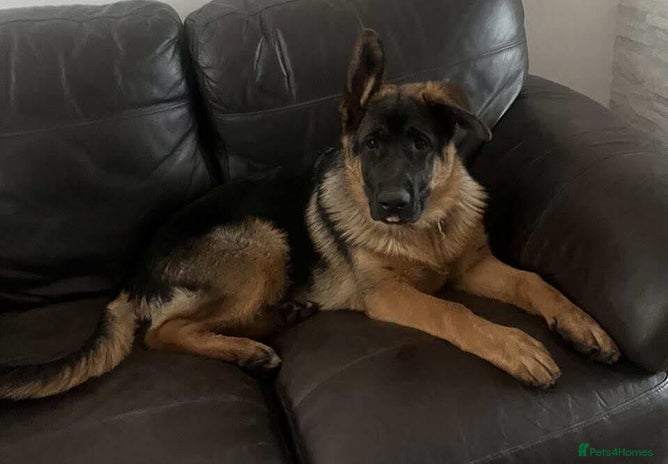 German Shepherd dogs - Advert 5