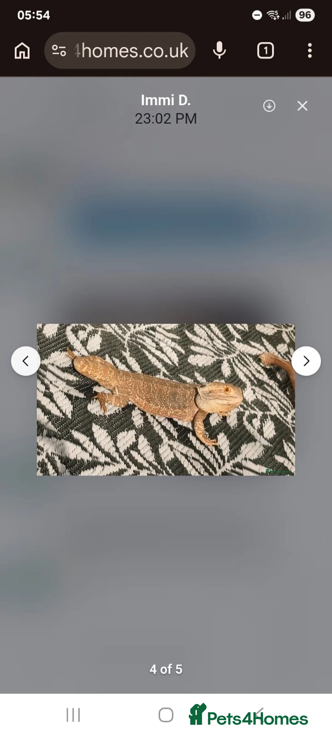 Bearded Dragon reptiles for sale: Breaded Dragon in Swindon - Advert 4