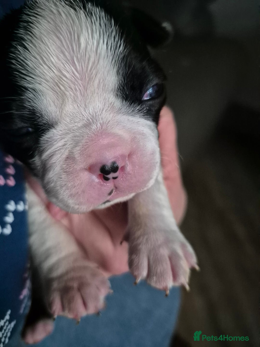 Boston Terrier dogs for sale: Gorgeous chunky Boston terrier pups - Advert 38