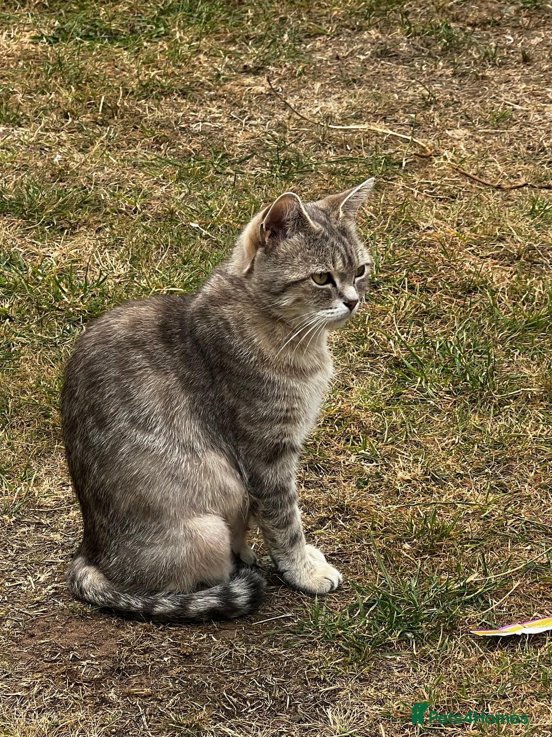 Mixed Breed cats for sale: Half British short hair cat  - Image 4