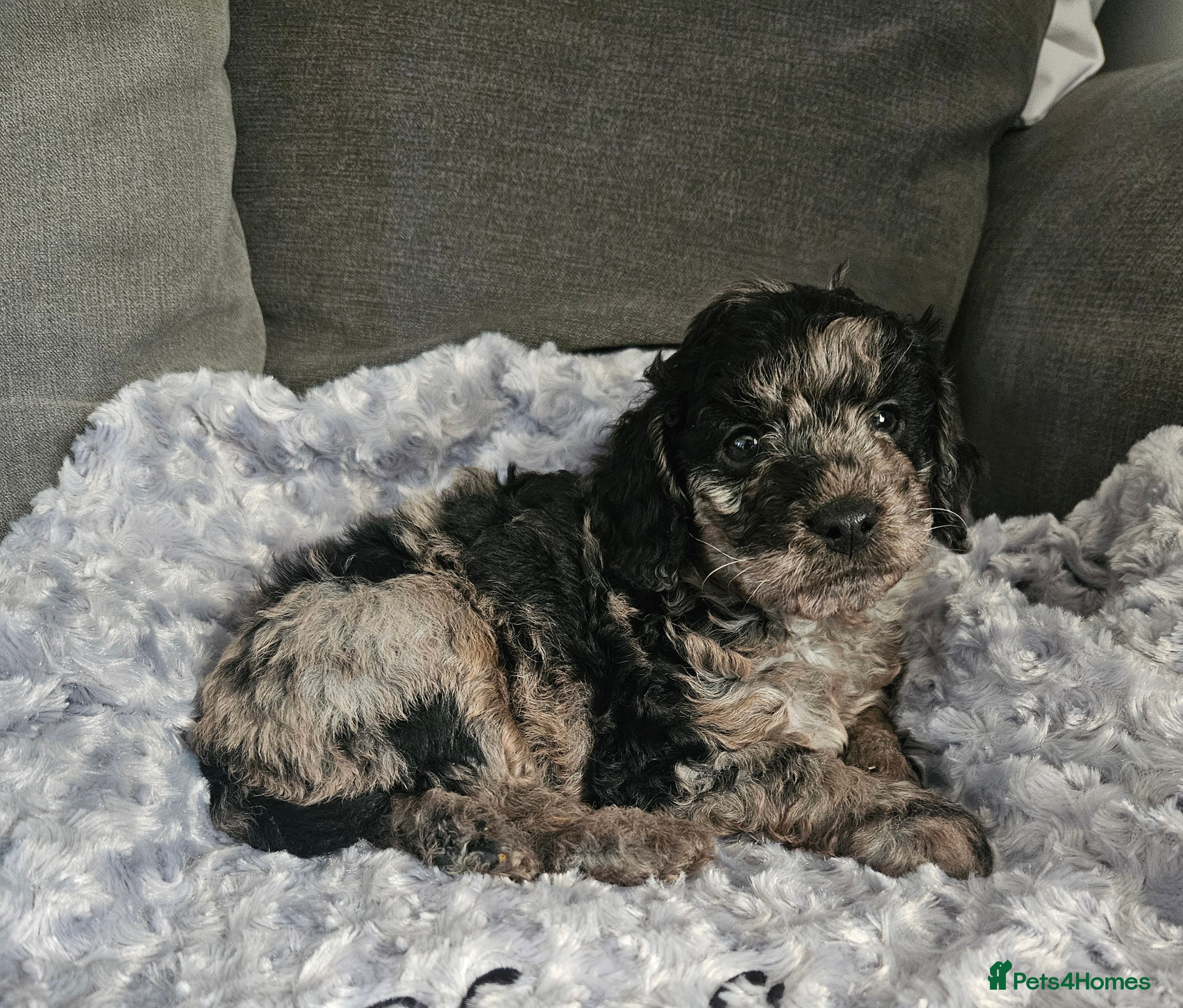 Cavapoo dogs Beautiful toy cavapoo  - Advert 1