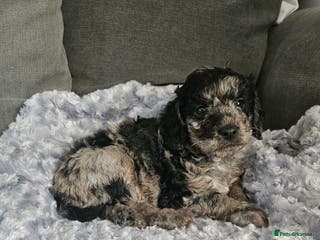 Cavapoo dogs Beautiful toy cavapoo - Advert 1