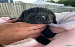 Sprocker dogs for sale: 5 beautiful sprocker puppies ✨️  - Image 4