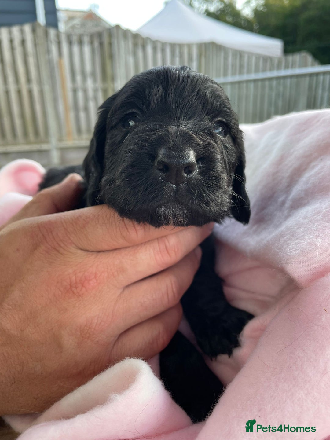 Sprocker dogs for sale: 5 beautiful sprocker puppies ✨️  - Image 4
