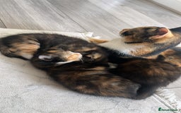 Mixed Breed cats for sale: Beautiful Boy Left 🩵 - Image 8