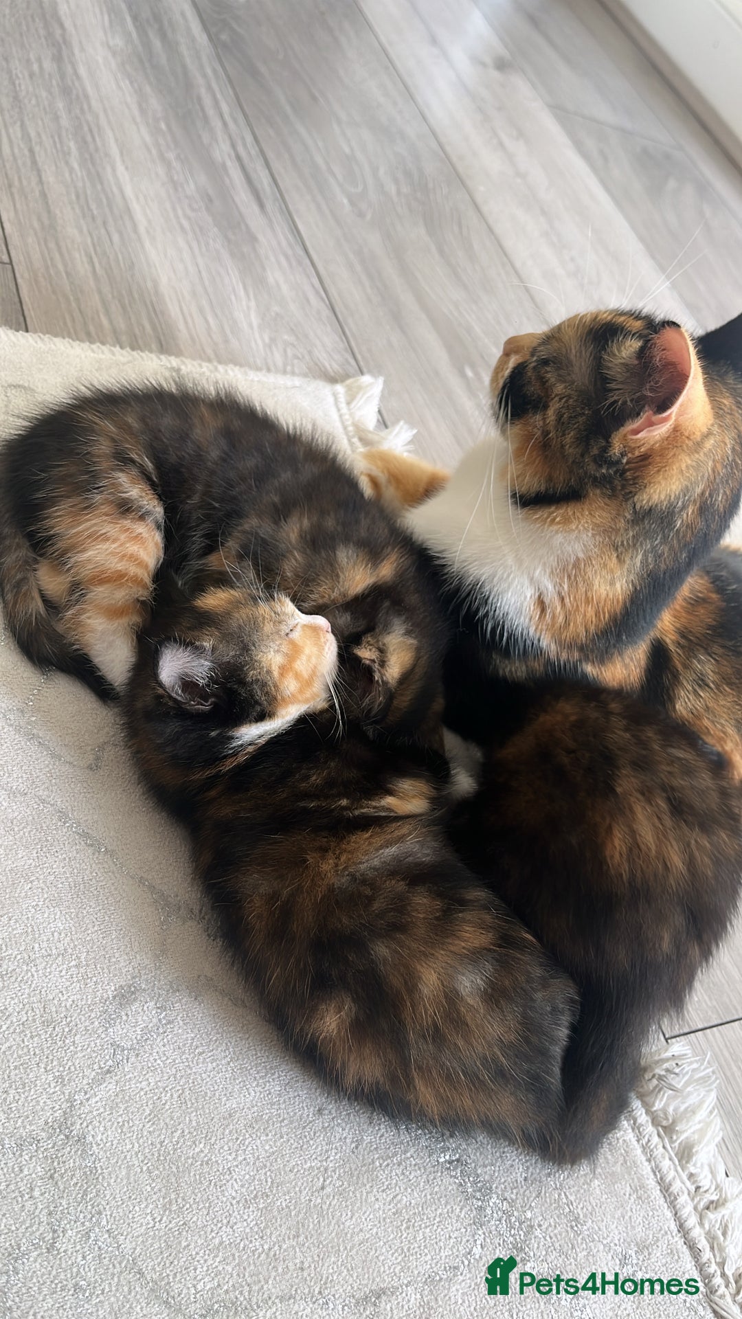 Mixed Breed cats for sale: Beautiful Boy Left 🩵 - Image 8