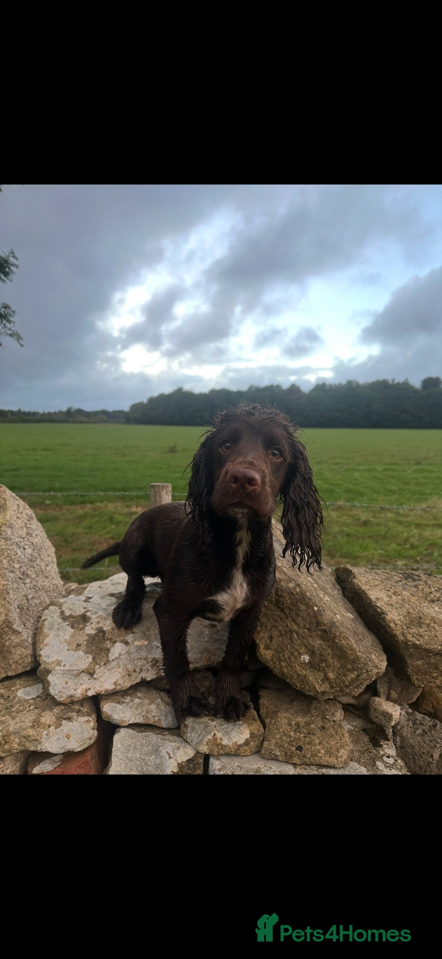 Cocker Spaniel dogs for stud: Working cocker stud  - Advert 1