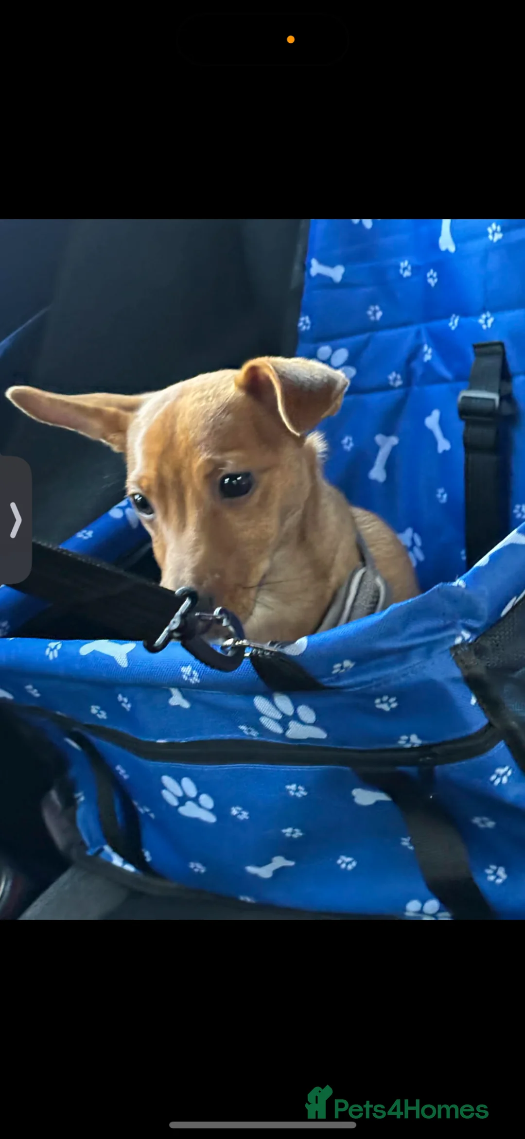 Jack Russell dogs for sale: Lovely Male Jack Russell Puppy  - Advert 1